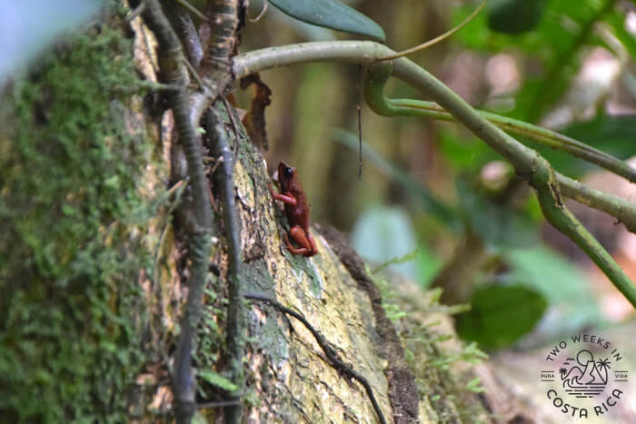 A tiny red frog climbing the trunk of a tree