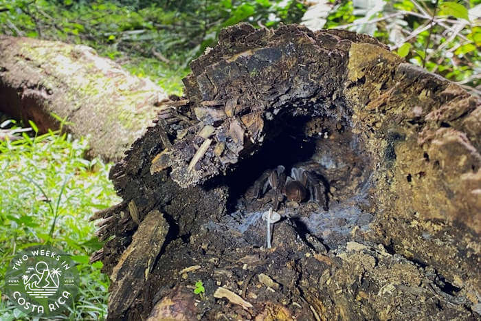 Tarantula inside a hallow log