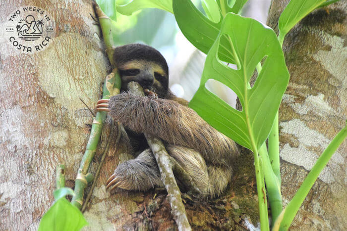 Sloth hugging a branch