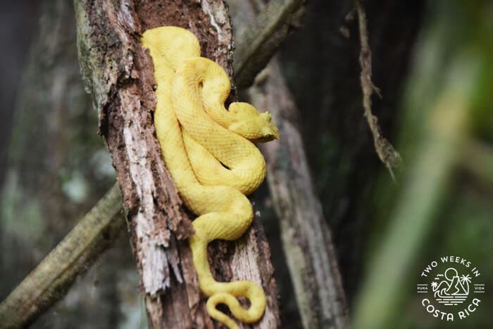 Yellow snake curled up on a branch