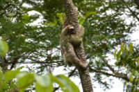 sloth at nature reserve arenal