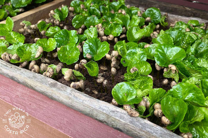 wood tray filled with coffee seedlings
