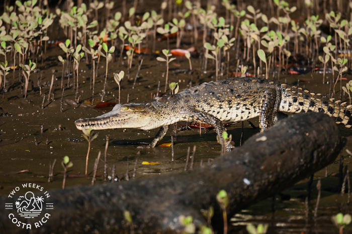 Crocodile Tamarindo Estuary