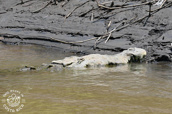 Giant crocodile Tarcoles