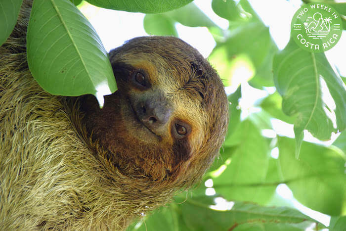 Sloth Close Up