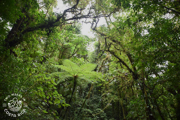 Lush cloud forest habitat