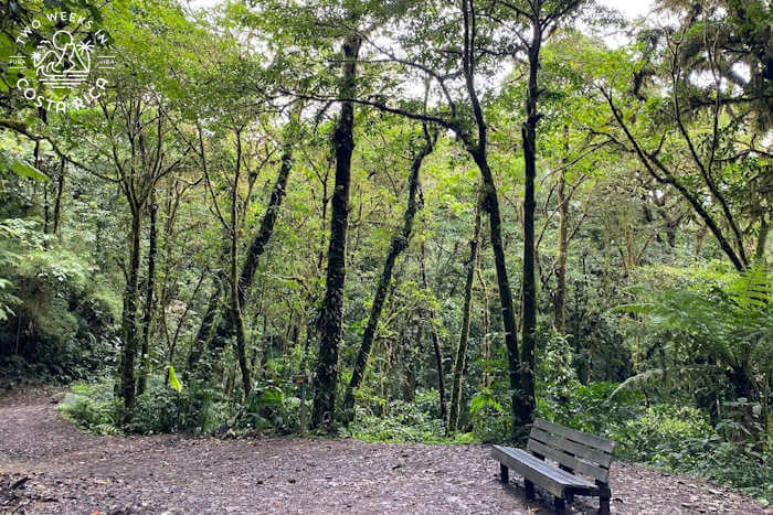 Resting bench Monteverde Reserve