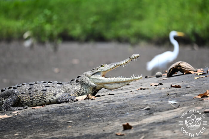 Crocodile Safari Tour Jaco