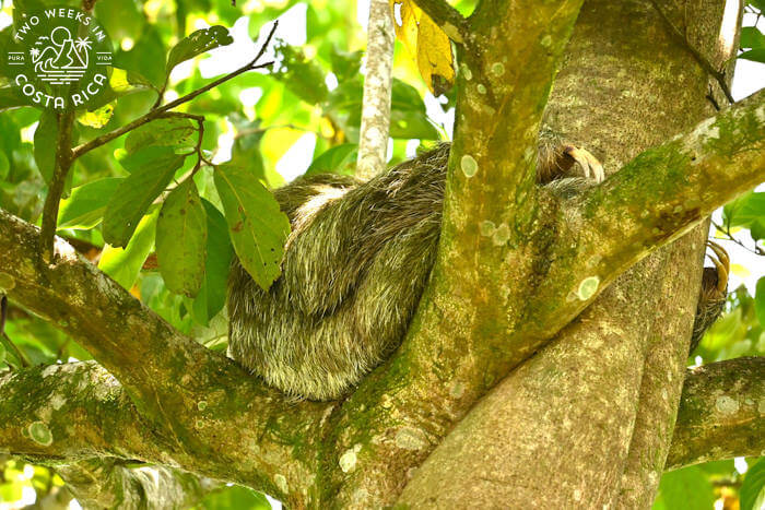 Sloth Tour Mariola Reserve
