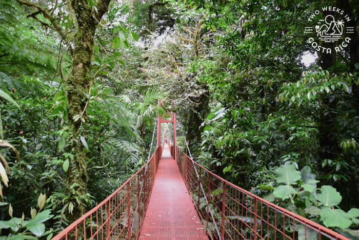 Monteverde Cloud Forest Reserve Hanging Bridge
