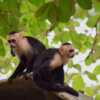 Manuel Antonio National Park tour