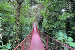 Hanging Bridge Monteverde Cloud Forest Reserve tour
