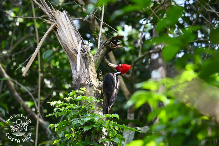 Woodpecker Guanacaste