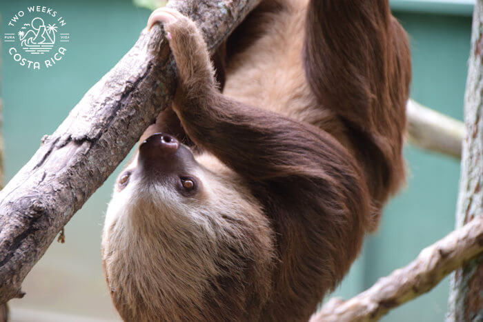 Sloth wildlife center Costa Rica