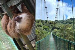 sloth and hanging bridge