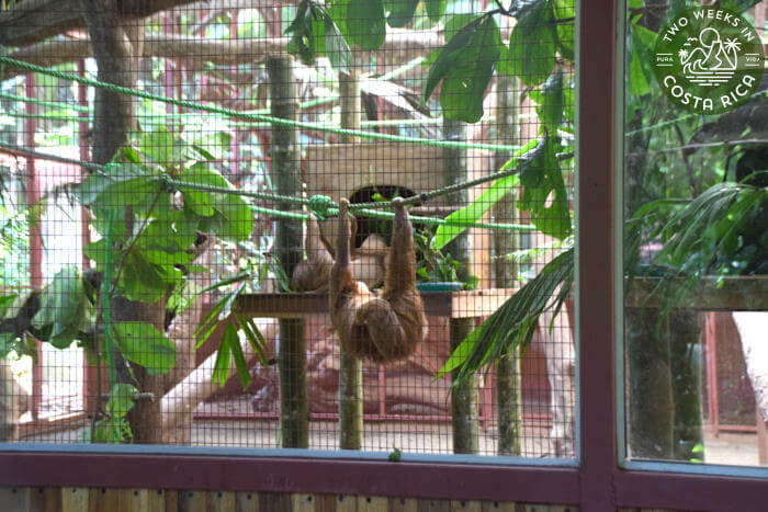 Sloths Jaguar Rescue Center