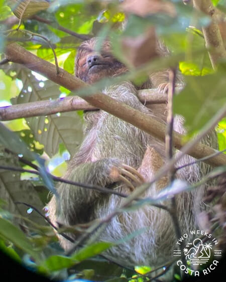 Three Toed Sloth Mariola trail