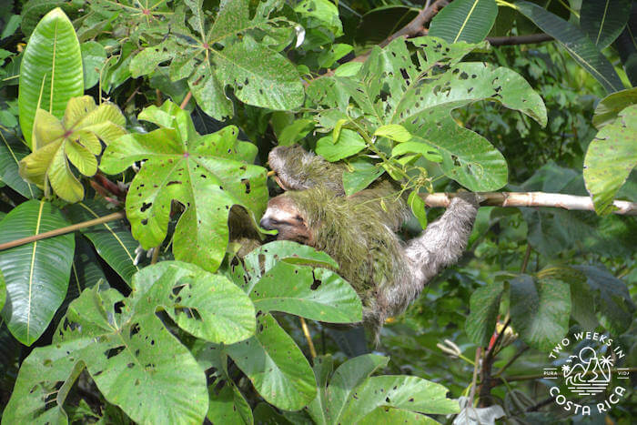 Three toed sloth Dominical