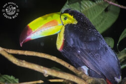Keel-billed toucan night tour Monteverde