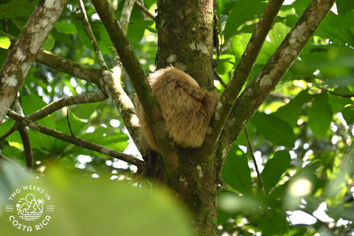 Baby sloth in tree sloth and bird tour
