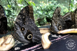 Butterfly Garden Ecocentro Danaus