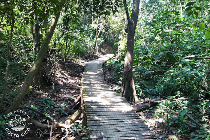 Wooden planked trail through the forest at Senderos Colon