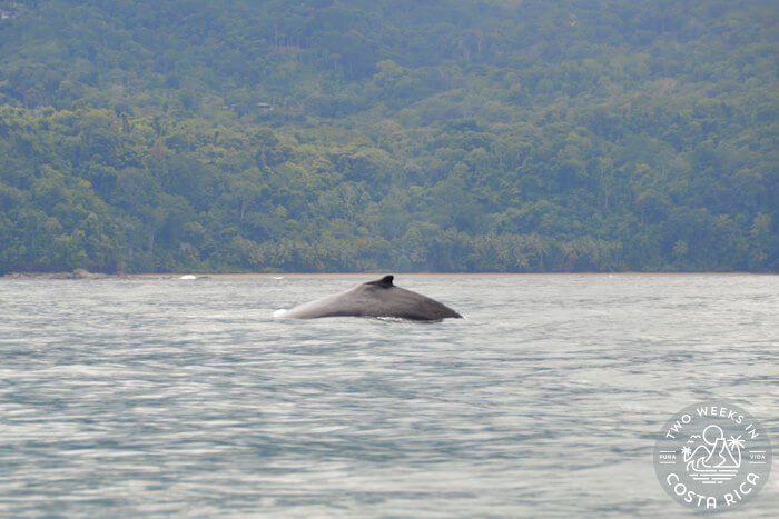 Humpback Whale