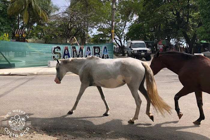 Horses walking through town