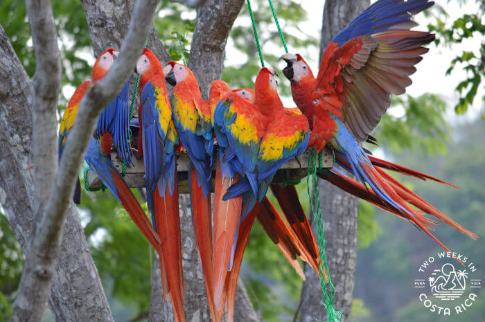 Large group of Scarlet Macaw Parrots