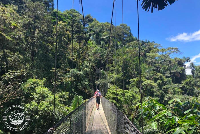 Rainforest Mistico Hanging Bridges