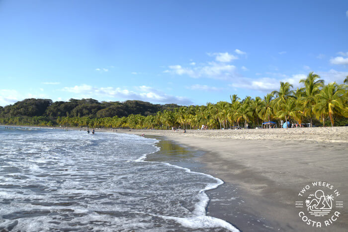 Beach with row of palm trees behind