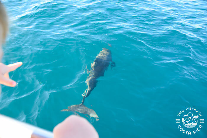 Dolphin swimming in front of boat