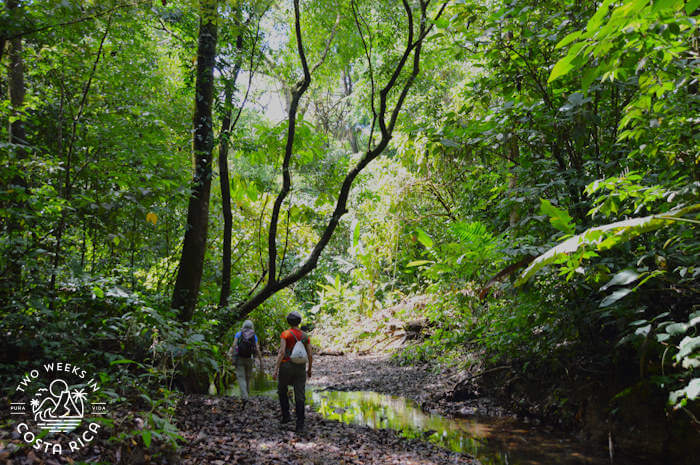 Primary rainforest Corcovado