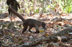 White-nosed coati