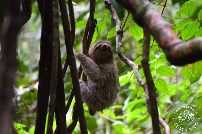 Three-toed Sloth Manuel Antonio Park