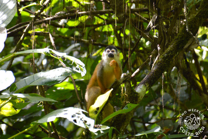 Titi monkey Sirena Station