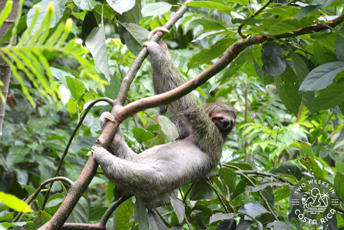 Sloth close up Manuel Antonio