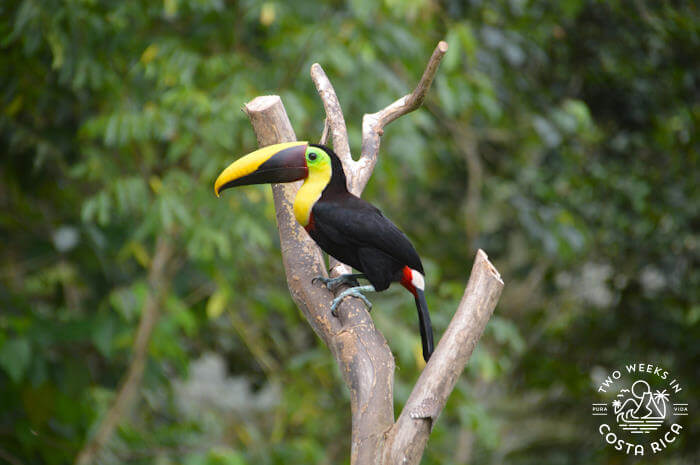 Toucan Costa Ballena