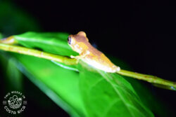 Small brown tree frog on a leaf at night