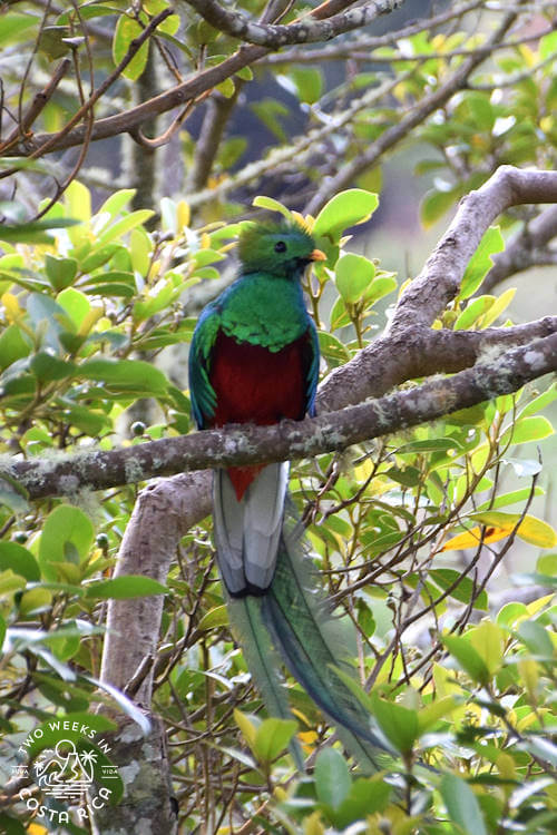 male quetzal on branch with tail feathers showing