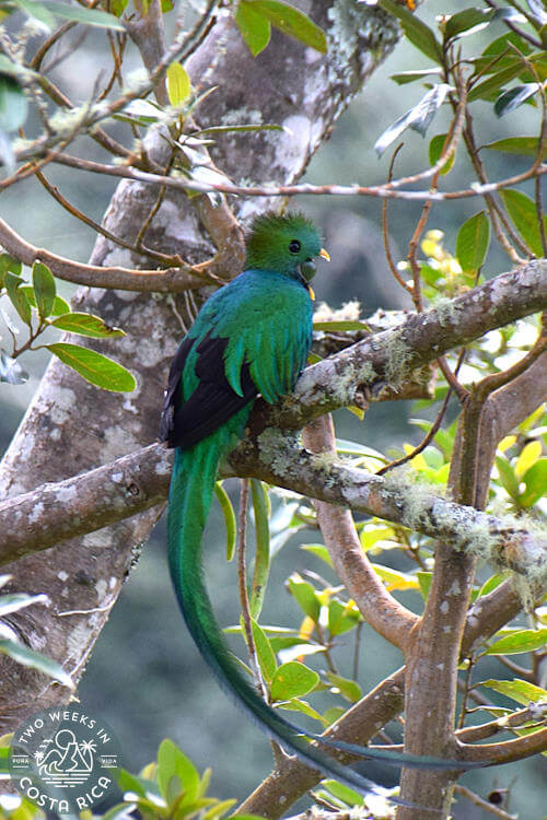 Male quetzal with mountain almond in mouth