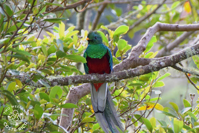 Resplendent Quetzal San Gerardo de Dota