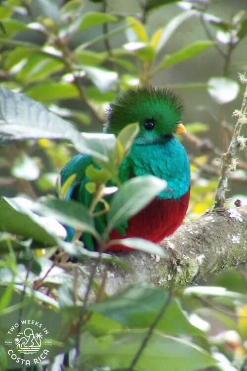 close up of quetzal perched on a branch